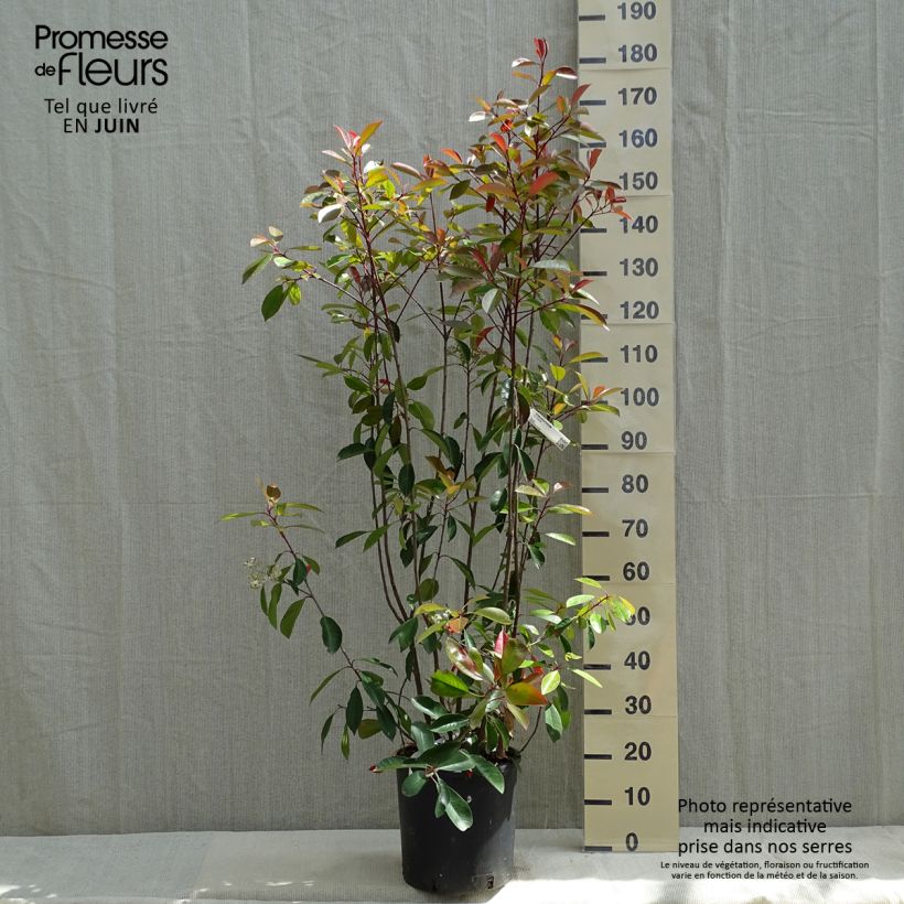 Amostra de Photinia fraseri Red Robin Vaso de 12 L/15 L tal como entregue na primavera