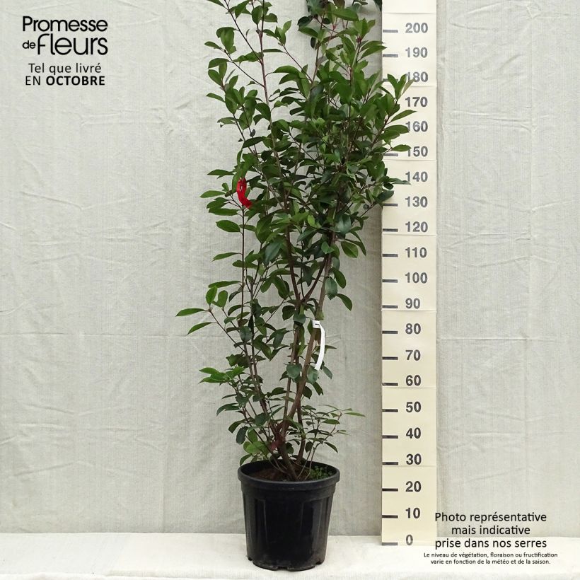 Amostra de Photinia fraseri Red Robin Vaso de 18 L/20 L tal como entregue no verão