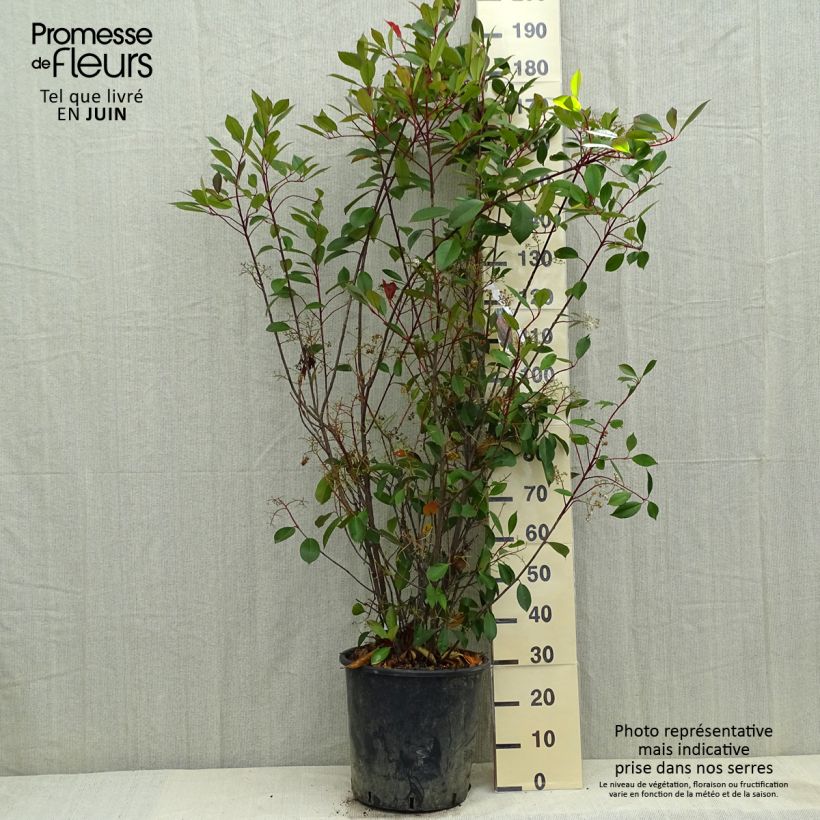 Amostra de Photinia fraseri Red Robin Vaso de 18 L/20 L tal como entregue na primavera