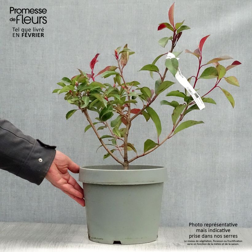 Amostra de Photinia fraseri Red Robin Vaso de 7,5 L/10 L tal como entregue no inverno