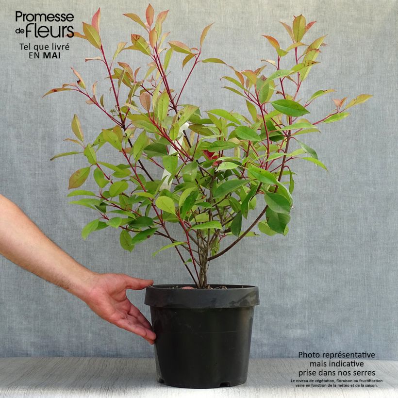 Amostra de Photinia fraseri Red Robin Vaso de 7,5 L/10 L tal como entregue na primavera