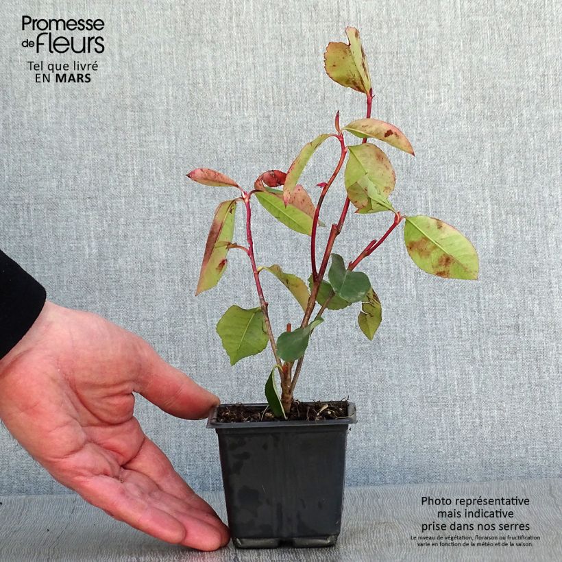 Amostra de Photinia fraseri Red Robin Blood Vaso de 8/9 cm tal como entregue no inverno