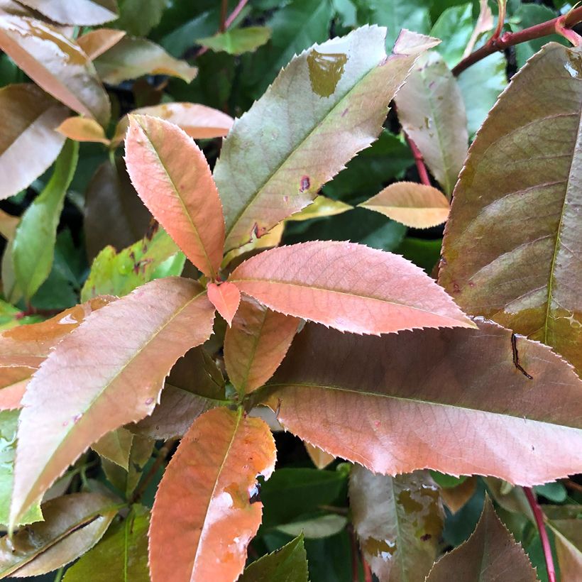Photinia fraseri Red Robin Blood (Folhagem)