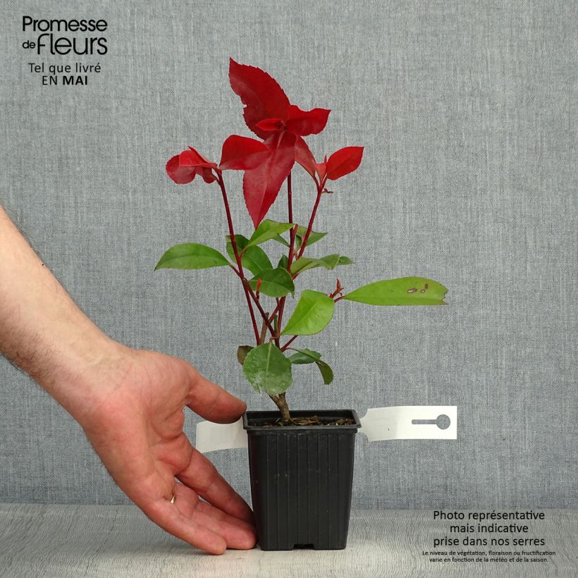 Amostra de Photinia fraseri Red Robin Vaso de 8/9 cm tal como entregue na primavera