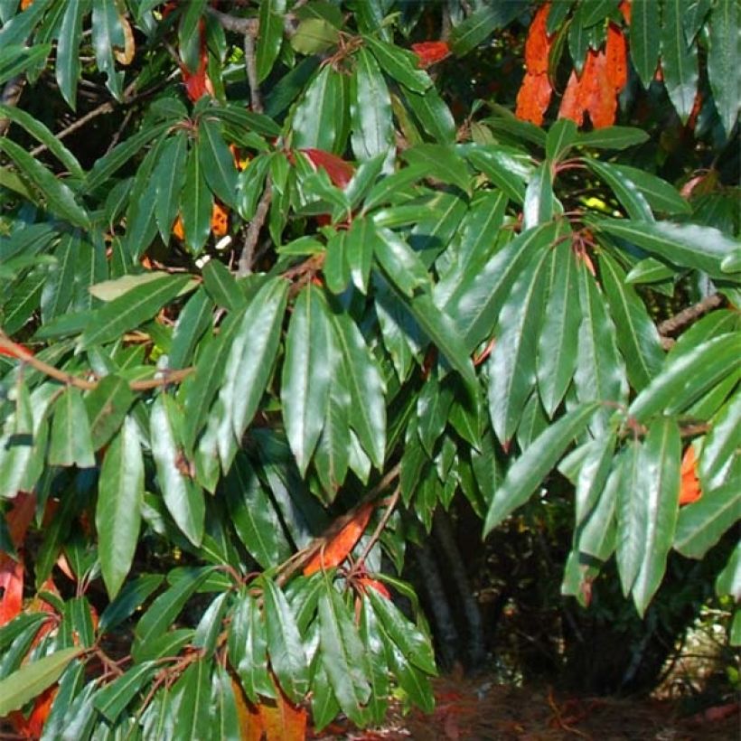 Photinia niitakayamensis (Folhagem)