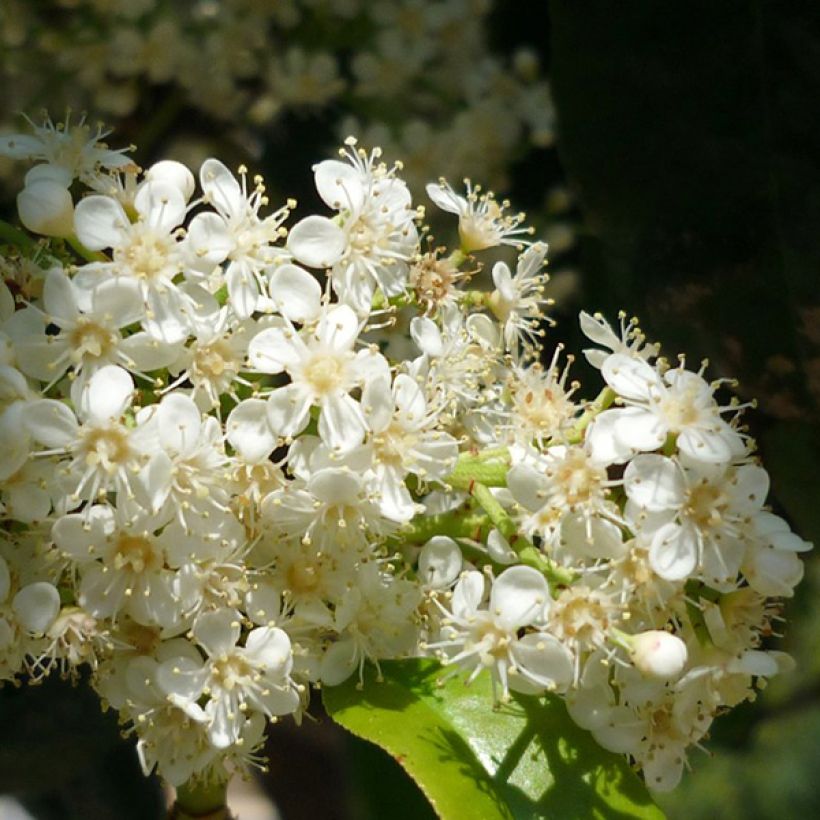 Photinia serratifolia (Floração)