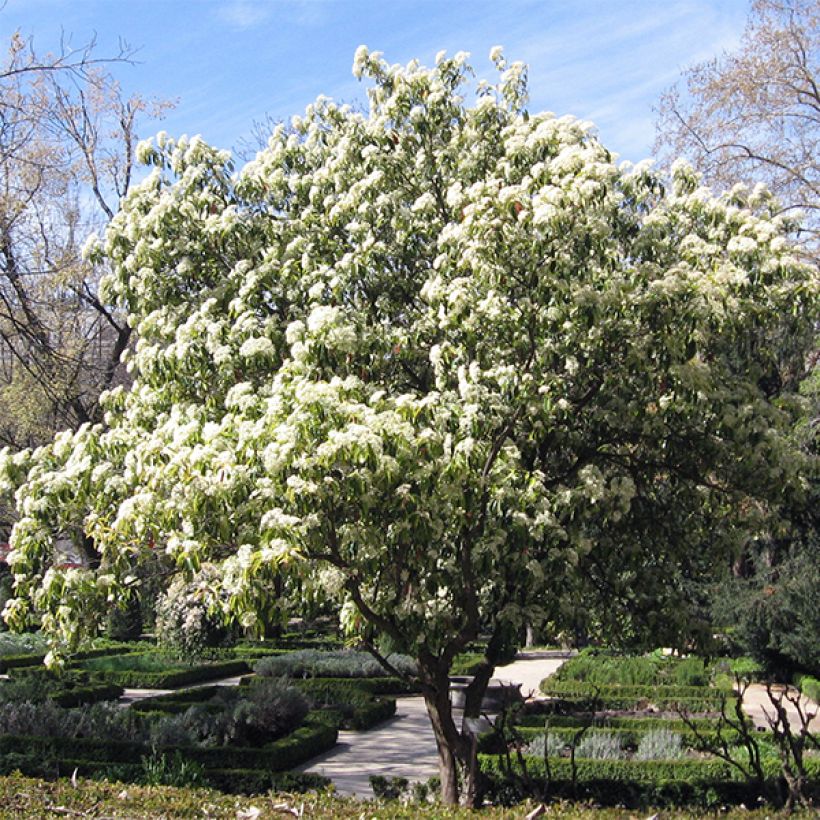 Photinia serratifolia (Hábito)