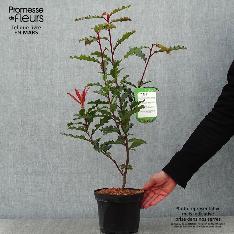 Amostra de Photinia serratifolia Crunchy Vaso de 2 L/3 L tal como entregue no inverno
