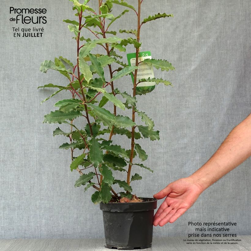 Amostra de Photinia serratifolia Crunchy Vaso de 2 L/3 L tal como entregue no verão