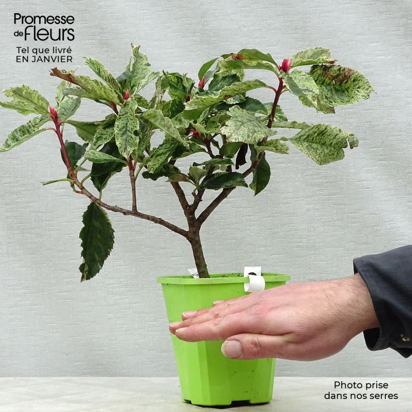 Amostra de Photinia serratifolia Pink Crispy Vaso de 1 L/1,5 L tal como entregue no inverno