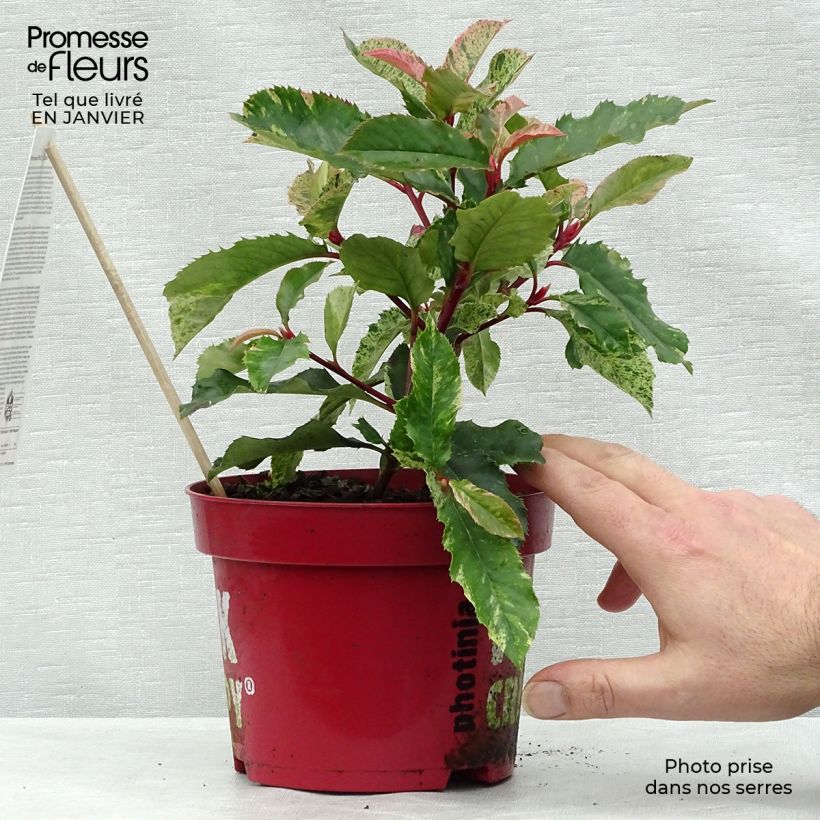 Amostra de Photinia serratifolia Pink Crispy Vaso de 2 L/3 L tal como entregue no inverno