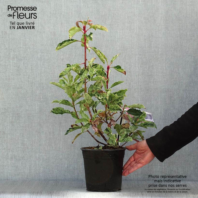 Amostra de Photinia serratifolia Pink Crispy Vaso de 4 L/5 L tal como entregue no inverno
