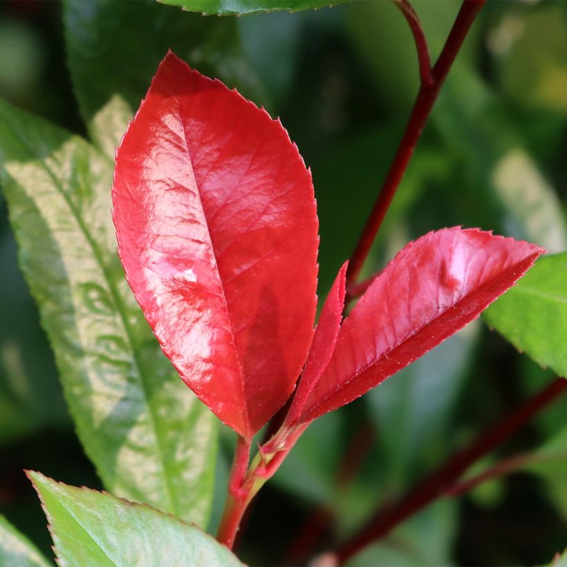 Photinia fraseri Baton Rouge (Folhagem)