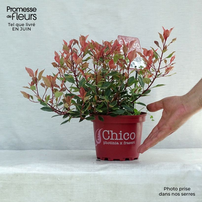 Amostra de Photinia fraseri Chico Vaso de 2 L/3 L tal como entregue no verão