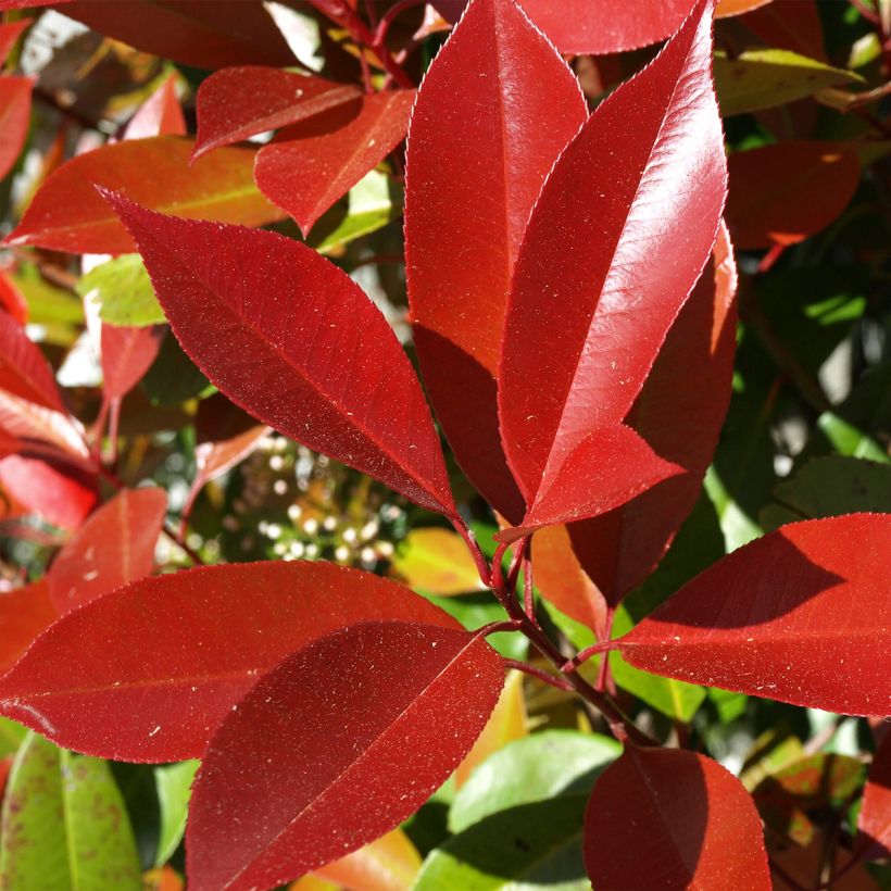 Photinia fraseri Dynamo Red (Folhagem)