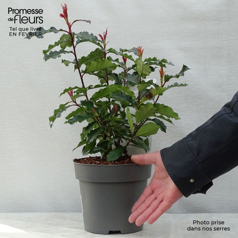 Amostra de Photinia x fraseri Magical Volcano Vaso de 2 L/3 L tal como entregue no inverno