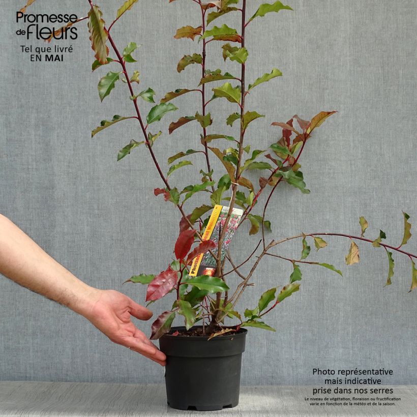 Amostra de Photinia × fraseri Magical Volcano Vaso de 2 L/3 L tal como entregue na primavera