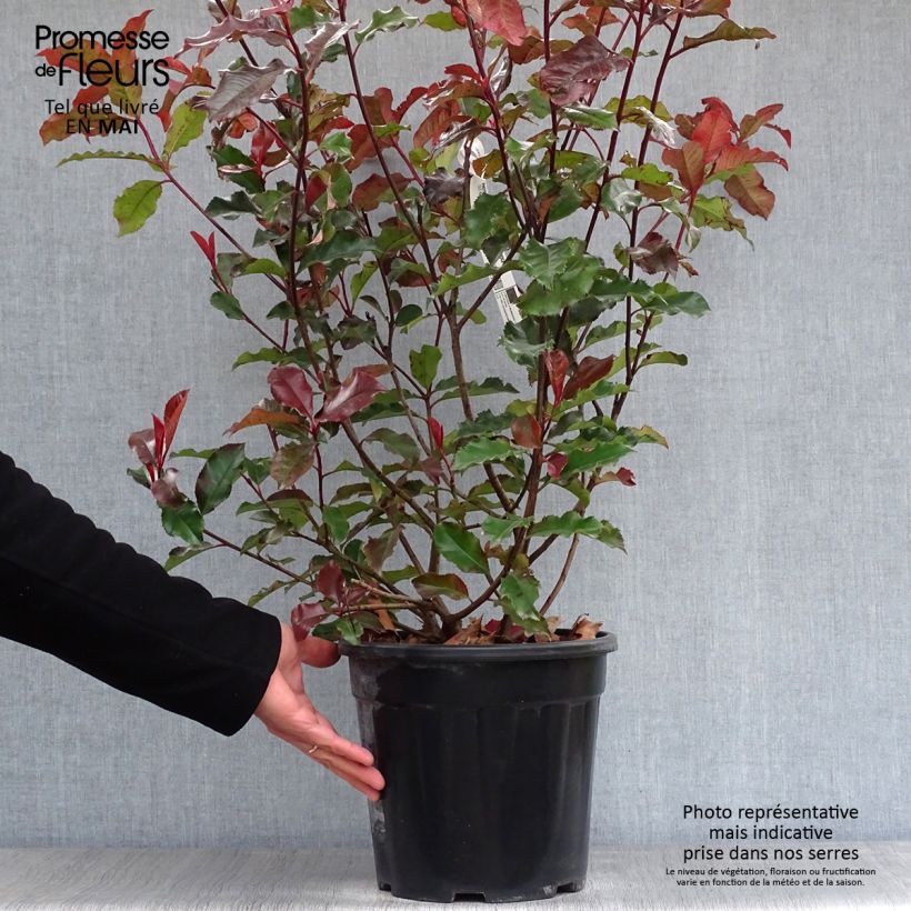 Amostra de Photinia × fraseri Magical Volcano Vaso de 7,5 L/10 L tal como entregue na primavera