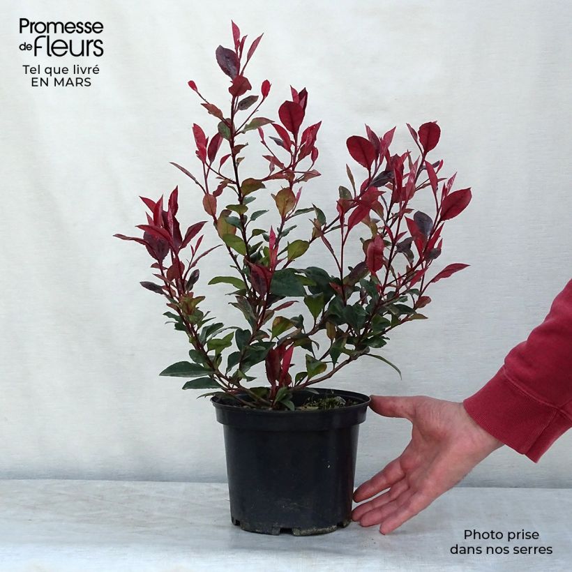 Amostra de Photinia x fraseri Nana Vaso de 2 L/3 L tal como entregue no inverno