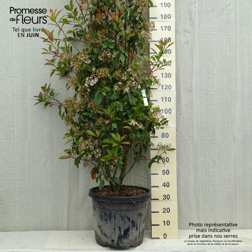 Amostra de Photinia fraseri Red Robin Vaso de 50 L/55 L tal como entregue na primavera