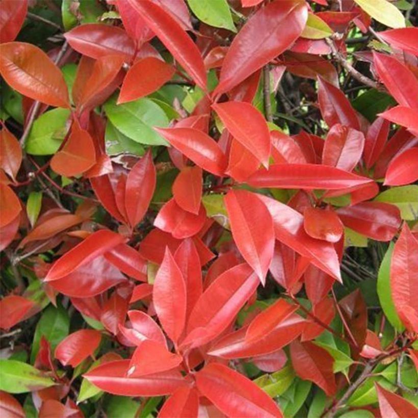 Photinia fraseri Dicker Toni (Folhagem)