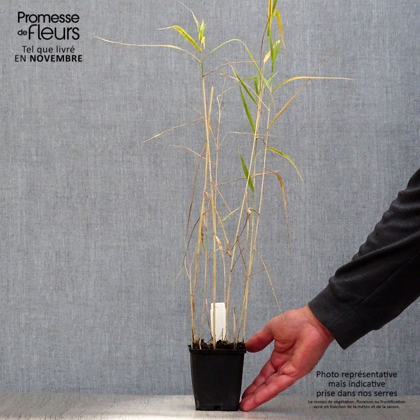 Amostra de Phragmites australis Vaso de 8/9 cm tal como entregue no outono
