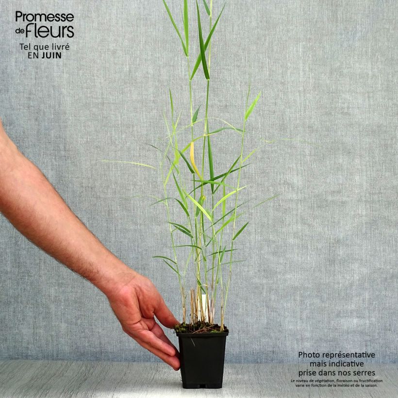 Amostra de Phragmites australis Vaso de 8/9 cm tal como entregue no verão