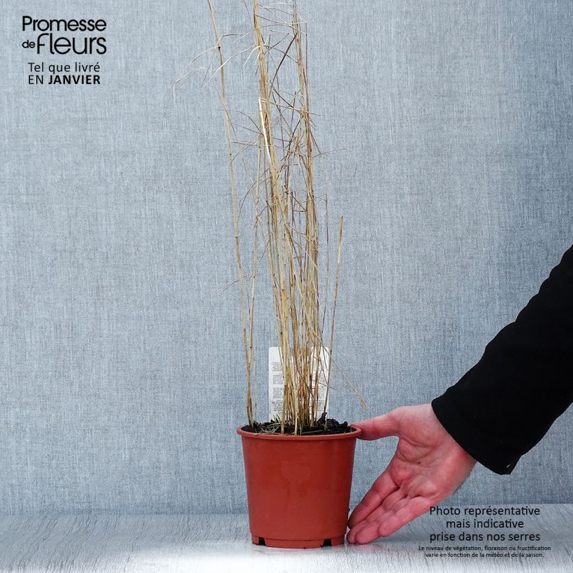Amostra de Phragmites australis - Roseau commun Vaso de 1 L/1,5 L tal como entregue no inverno