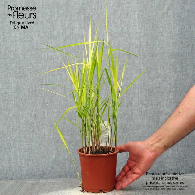 Amostra de Phragmites australis Vaso de 1 L/1,5 L tal como entregue na primavera