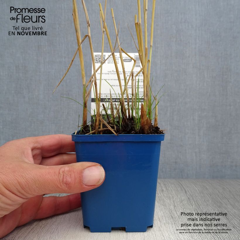 Amostra de Phragmites australis Variegatus Vaso de 8/9 cm tal como entregue no outono