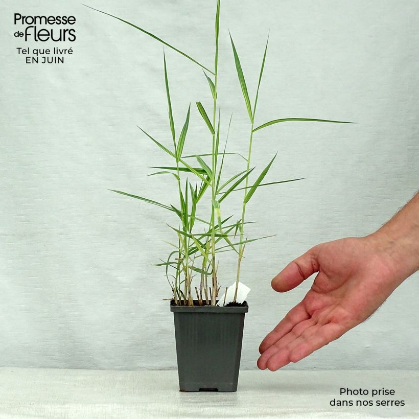 Amostra de Phragmites australis Variegatus Vaso de 8/9 cm tal como entregue no verão