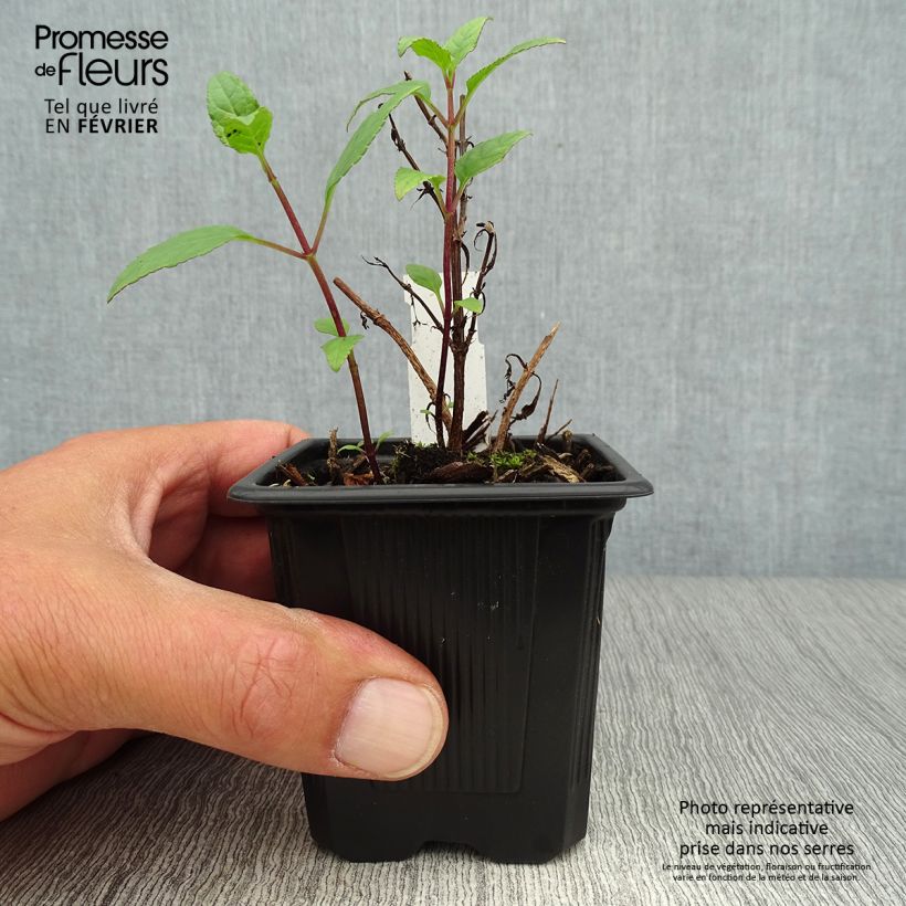 Amostra de Phygelius capensis Vaso de 8/9 cm tal como entregue no outono