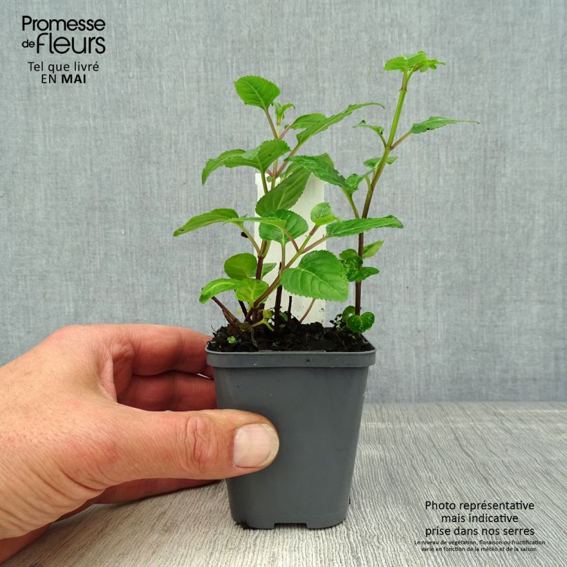 Amostra de Phygelius capensis Vaso de 8/9 cm tal como entregue na primavera