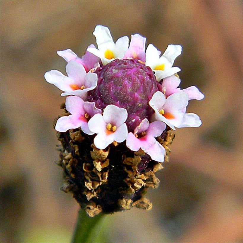 Phyla nodiflora (Floração)