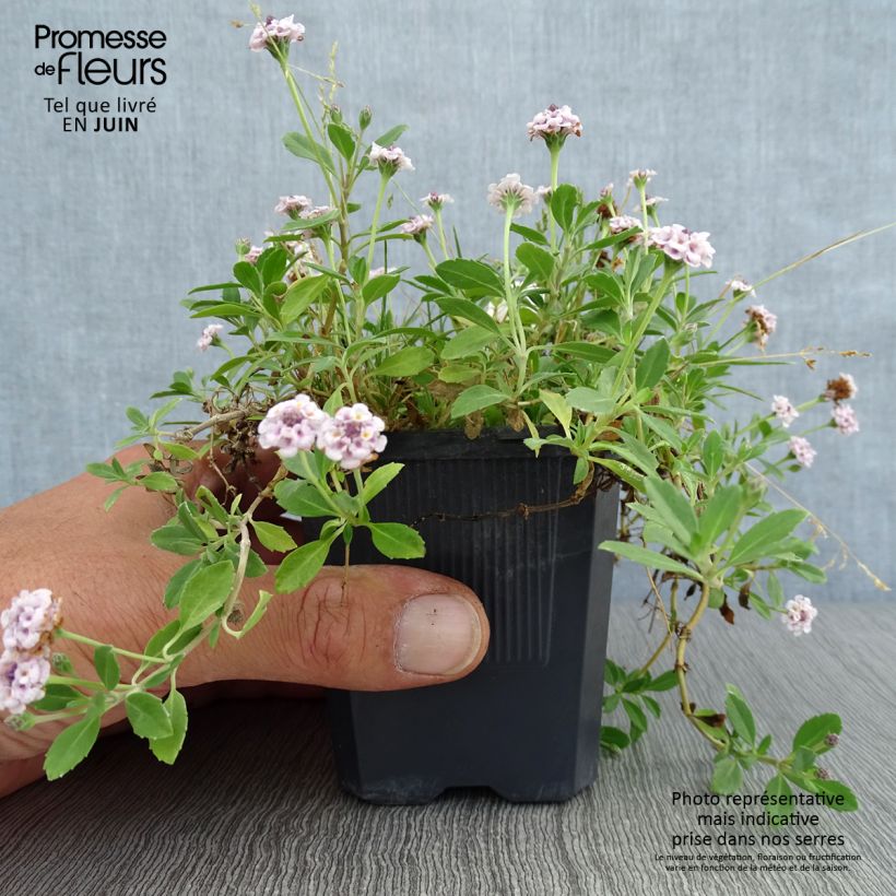 Amostra de Phyla nodiflora var. canescens Vaso de 7/8 cm tal como entregue no verão