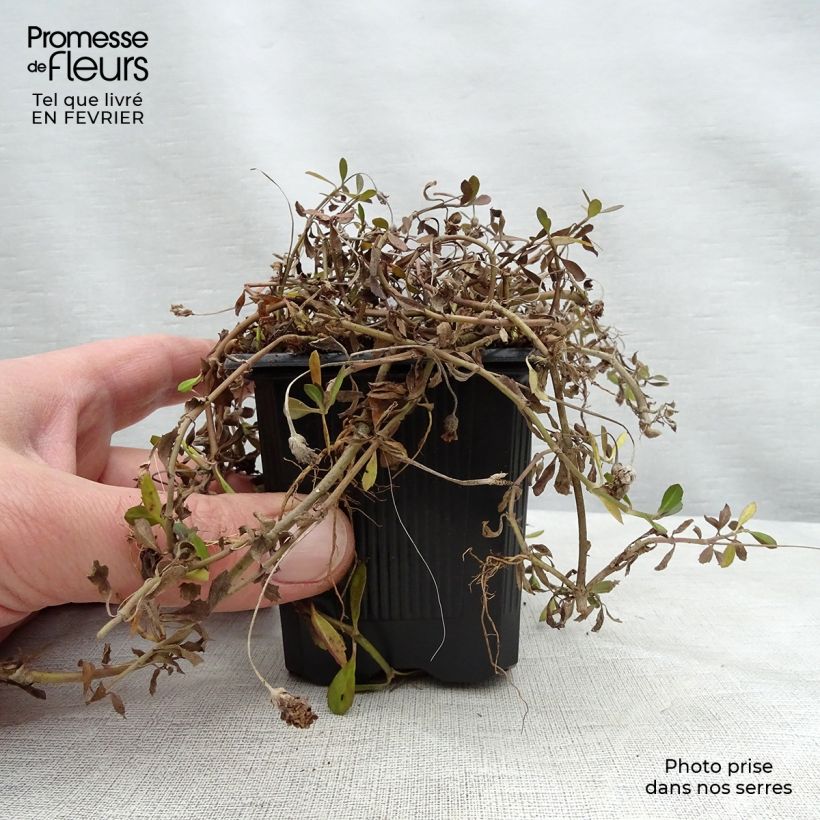 Amostra de Phyla ou Lippia nodiflora - Verveine nodulaire Vaso de 8/9 cm tal como entregue no inverno