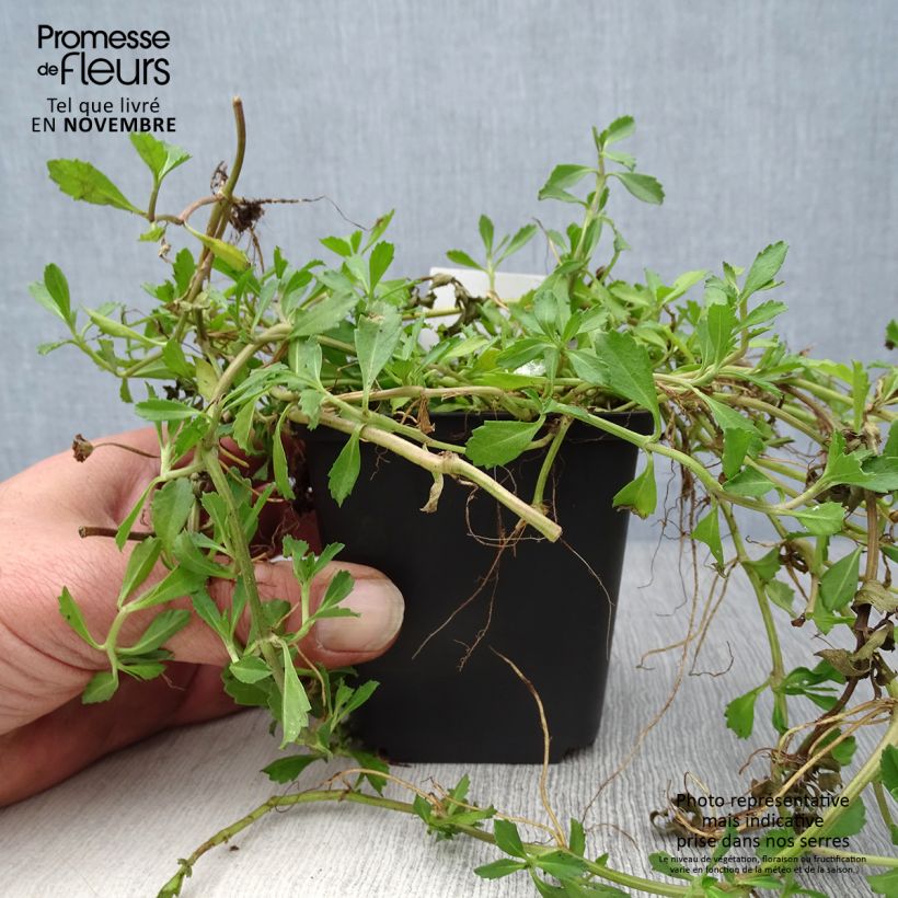 Amostra de Phyla nodiflora Vaso de 8/9 cm tal como entregue no outono