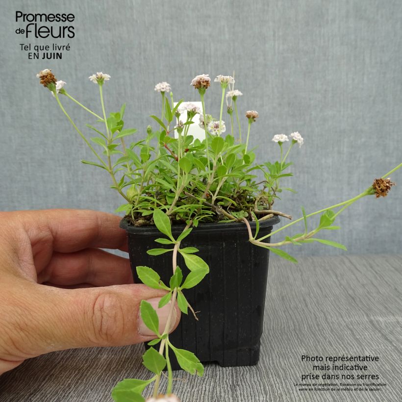 Amostra de Phyla nodiflora Vaso de 8/9 cm tal como entregue no verão