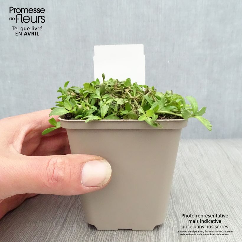 Amostra de Phyla nodiflora Vaso de 8/9 cm tal como entregue na primavera