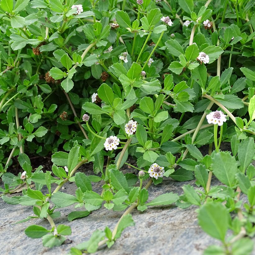 Phyla nodiflora (Hábito)