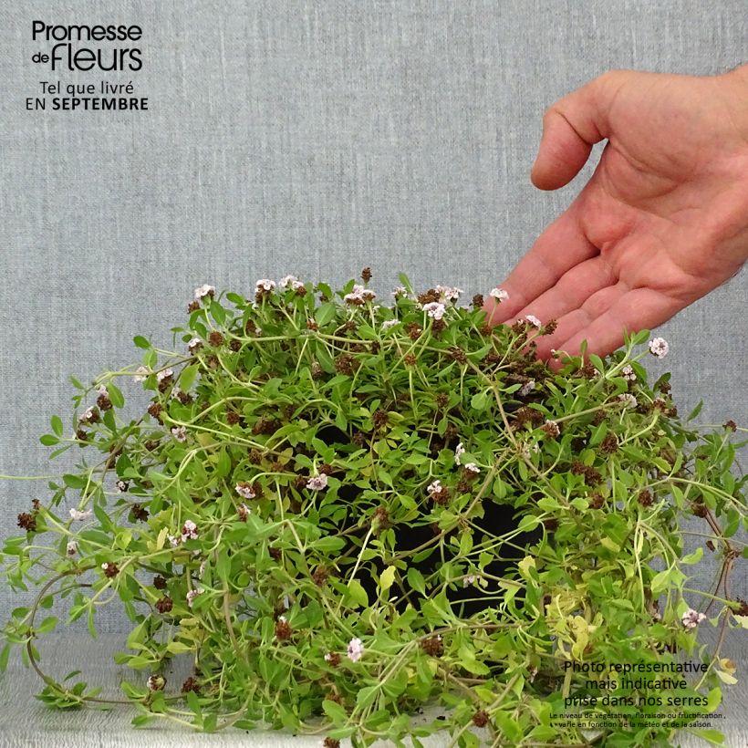 Amostra de Phyla nodiflora Vaso de 2 L/3 L tal como entregue no verão