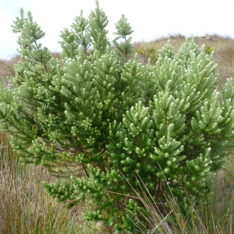 Phylica arborea (Hábito)