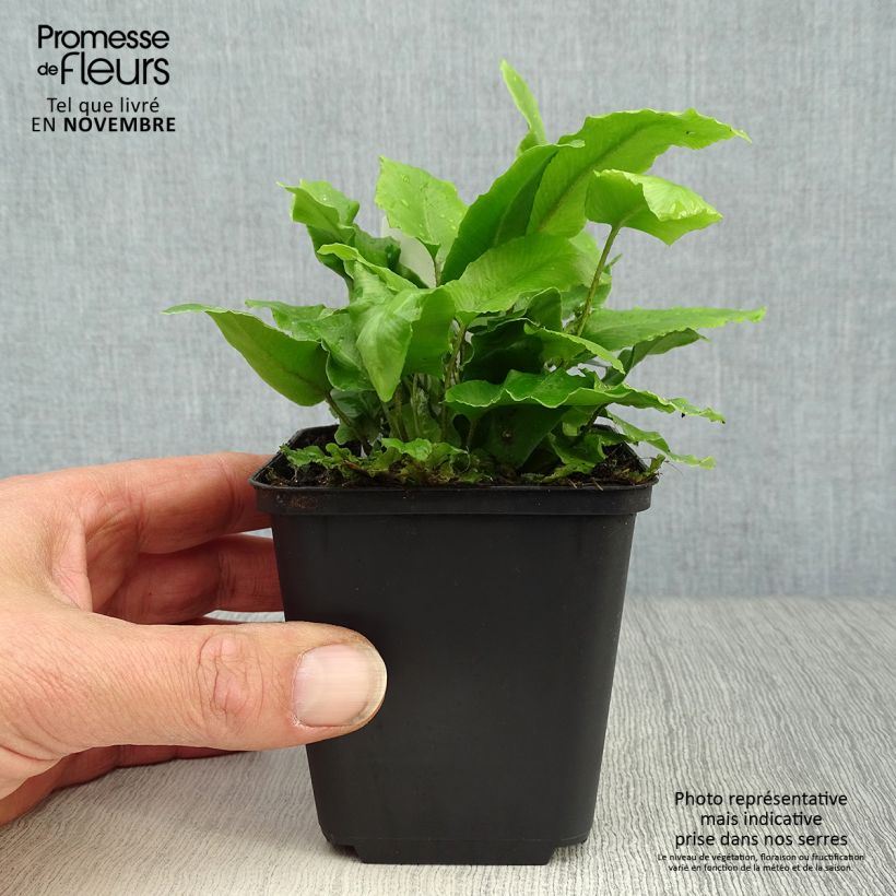 Amostra de Phyllitis scolopendrium - Língua-de-cervo Vaso de 8/9 cm tal como entregue no outono