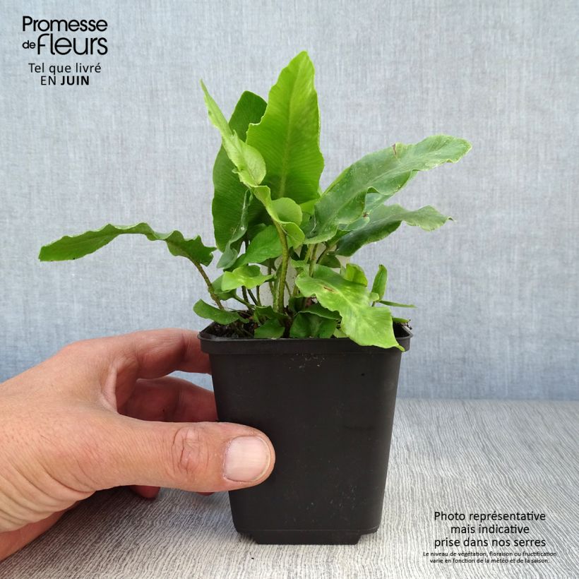 Amostra de Phyllitis scolopendrium Vaso de 8/9 cm tal como entregue no verão