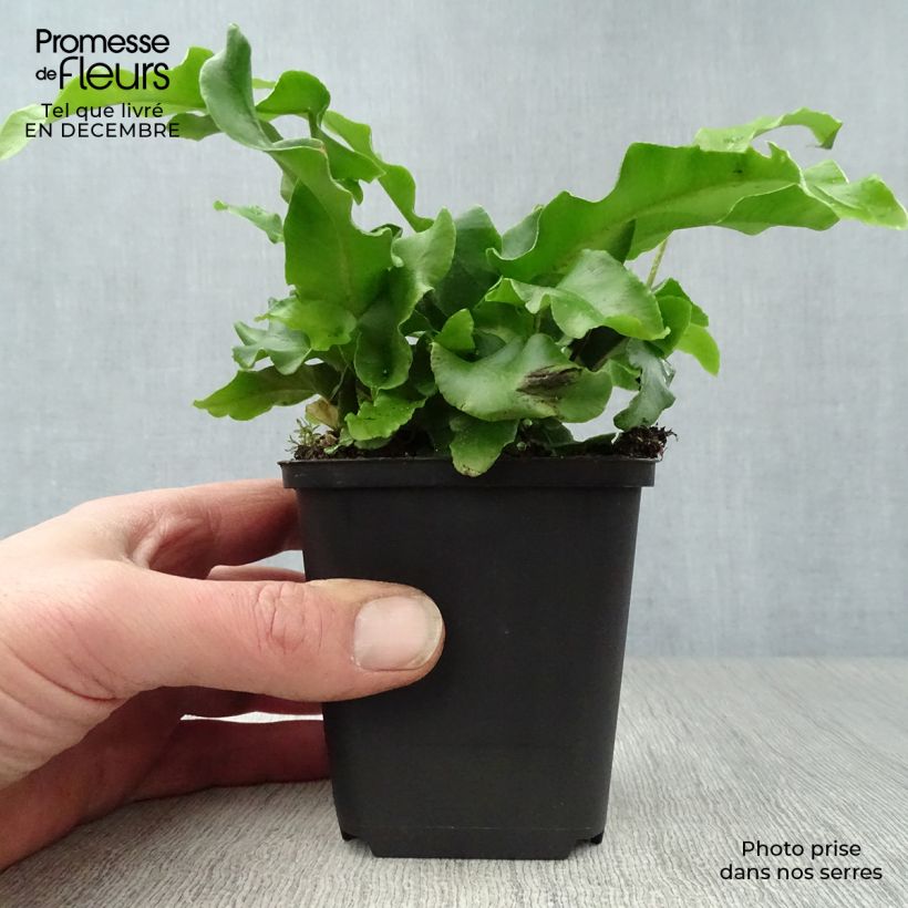 Amostra de Phyllitis scolopendrium - Fougère Scolopendre Vaso de 8/9 cm tal como entregue no inverno