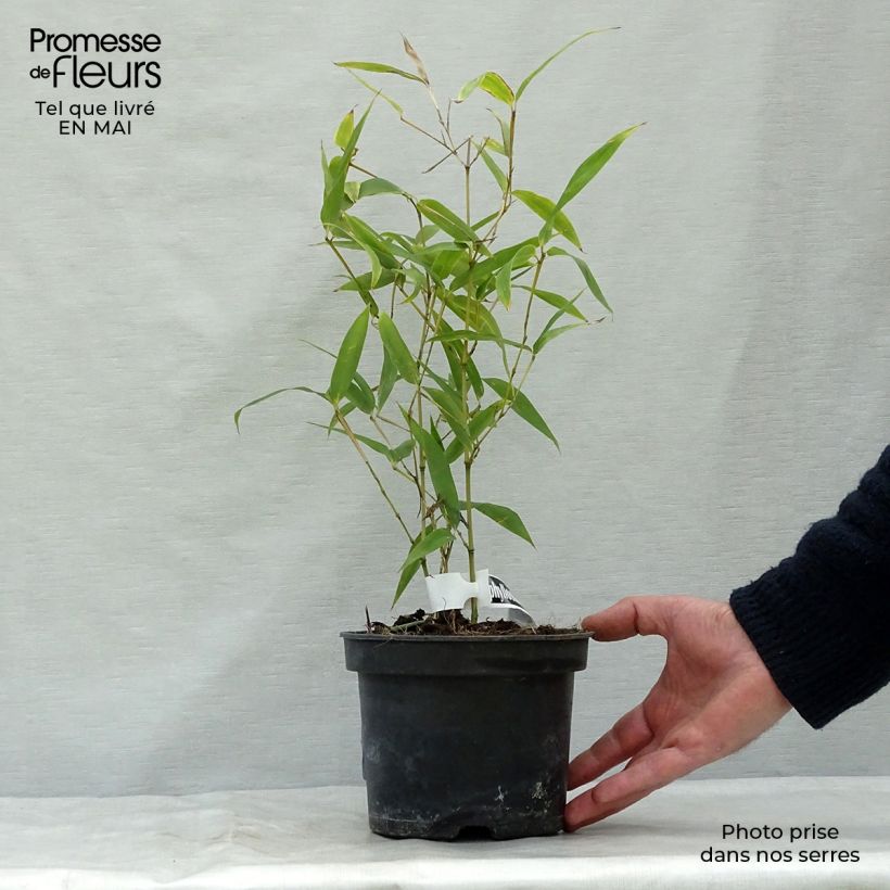 Amostra de Phyllostachys atrovaginata Green Perfume Vaso de 2 L/3 L tal como entregue na primavera