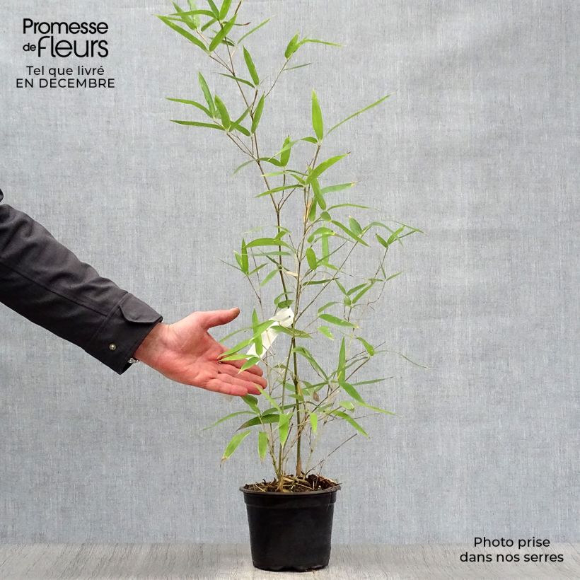 Amostra de Phyllostachys atrovaginata Green Perfume Vaso de 2 L/3 L tal como entregue no inverno