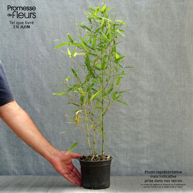 Amostra de Phyllostachys atrovaginata Green Perfume Vaso de 2 L/3 L tal como entregue no verão