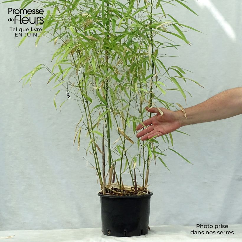 Amostra de Phyllostachys atrovaginata Green Perfume Vaso de 4 L/5 L tal como entregue no verão