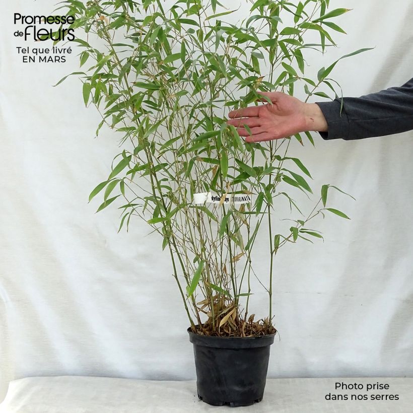 Amostra de Phyllostachys atrovaginata Green Perfume Vaso de 4 L/5 L tal como entregue na primavera